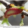 satyrium acaciae abdominalis shamkir larva4c